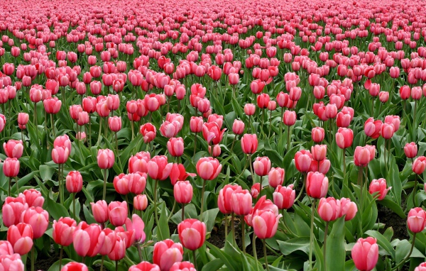 Много красивых розовых тюльпанов на поле