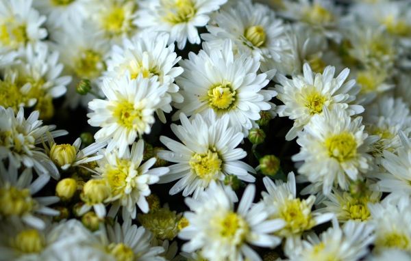 Много белых хризантем крупным планом