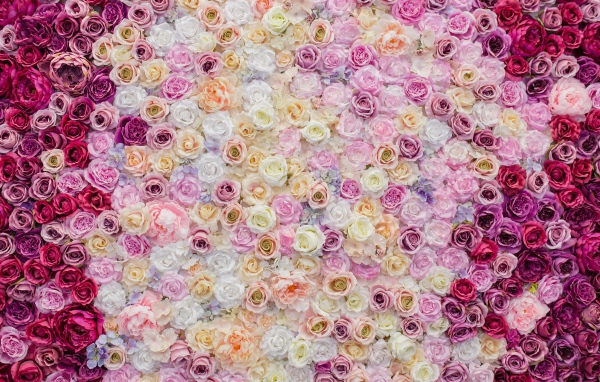 Много красивых разноцветных роз вид сверху