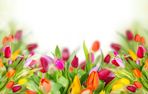 Много красивых разноцветных тюльпаном фон для открытки