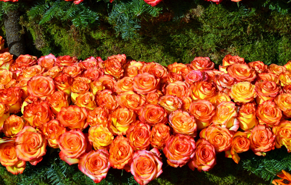 Много красивых оранжевых роз