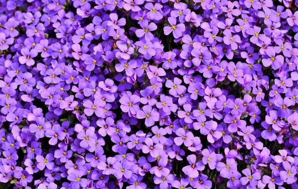 Много красивых мелких цветом обриета