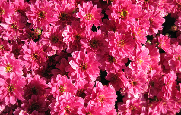 Много красивых нежных розовых хризантем крупным планом