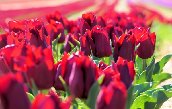 Много тюльпанов бордового цвета в лучах солнца