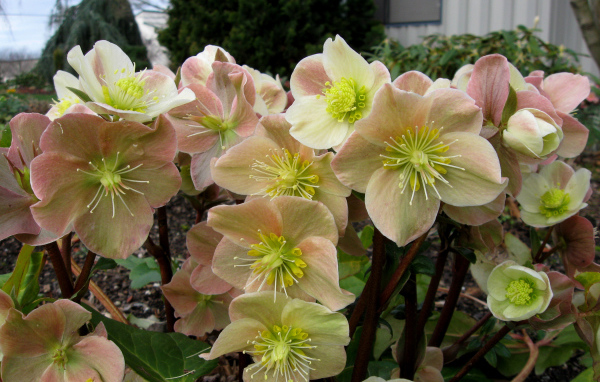 Много розовых цветов морозника крупным планом