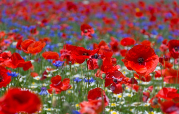 Много красных маков на поле летом