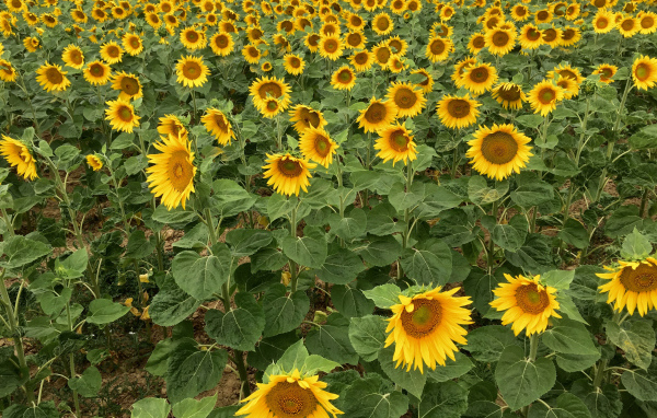 Много желтых цветущих подсолнухов на поле