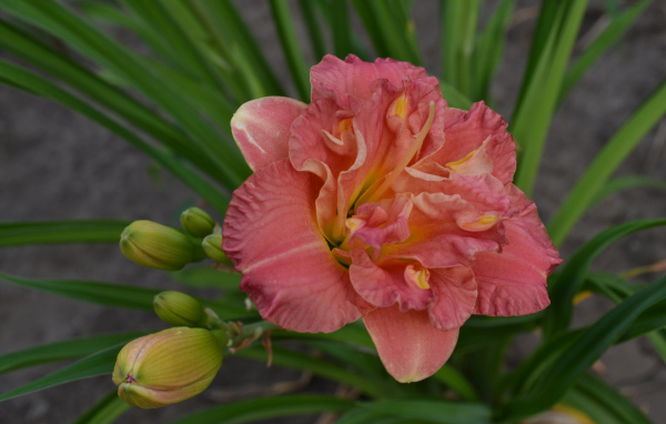 Оранжевая лилия с зелеными листьями и бутонами