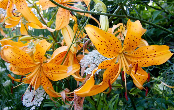 Оранжевые пятнистые тигровые лилии на клумбе