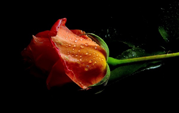 Оранжевая роза в каплях воды на черном фоне