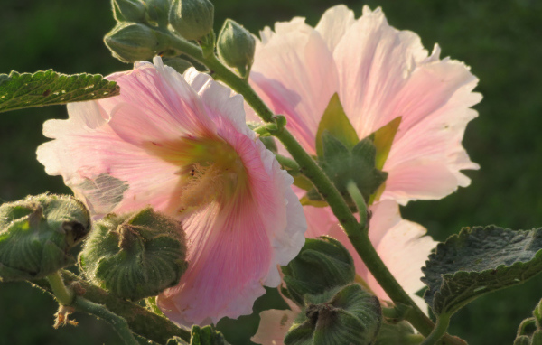 Розовые цветы мальва крупным планом