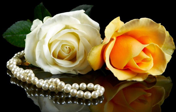 Розовая и желтая роза на черном фоне с бусами из жемчуга 