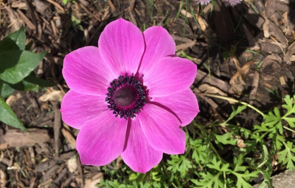 Розовых цветок анемоны на клумбе 