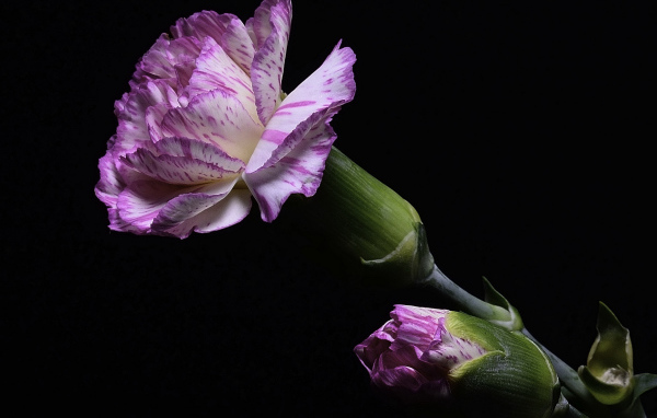 Розовая гвоздика с бутоном на черном фоне