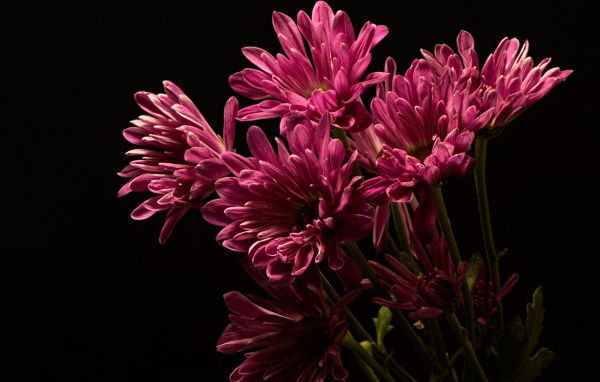Розовые хризантемы на черном фоне