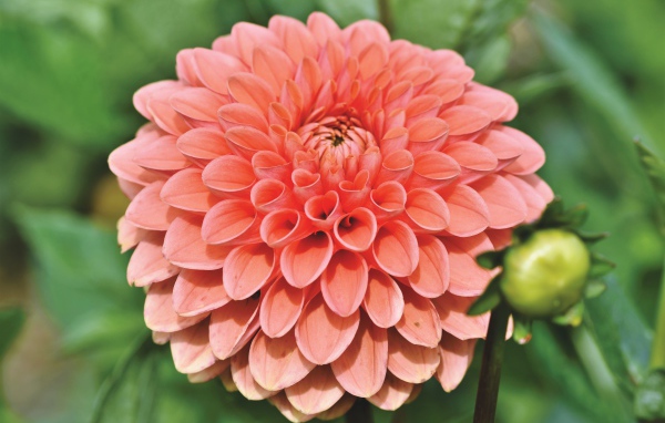 Розовая георгина с бутоном крупным планом