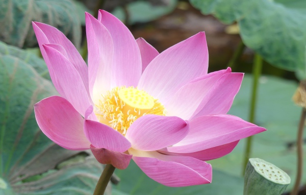 Розовый нежный редкий цветок лотоса в воде