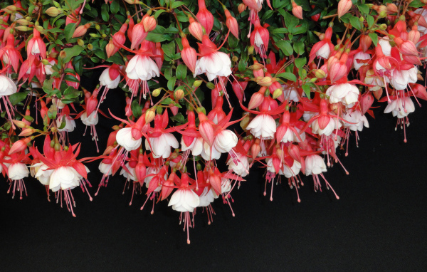 Розовые цветы фуксия на черном фоне