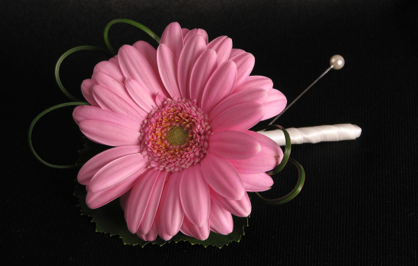 Розовый цветок герберы приколот к черной ткани