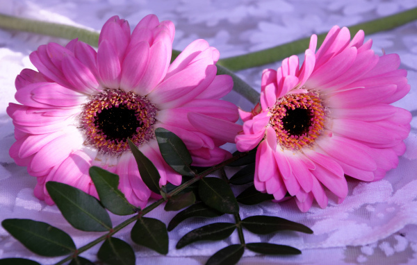 Розовые герберы с зелеными листьями 
