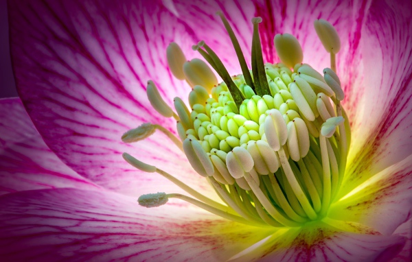 Розовый цветок морозник крупным планом