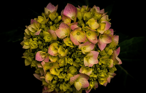 Розовый цветок гортензии распускается на черном фоне