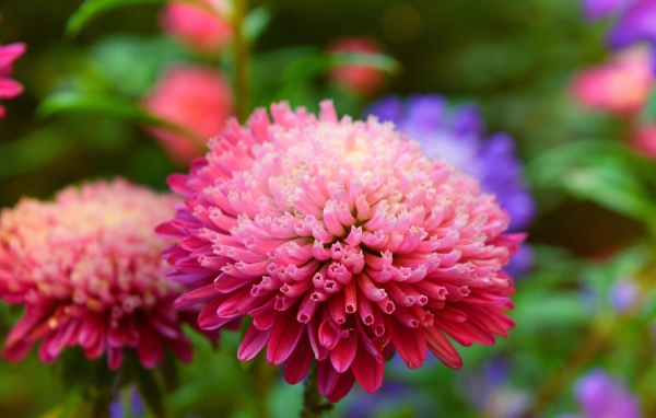 Розовый пышный цветок астры крупным планом