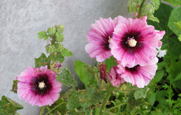 Розовые цветы мальва у стены