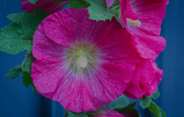 Розовые цветы мальвы с зелеными листьями крупным планом