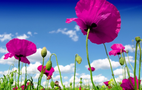 Pink poppies against a blue sky