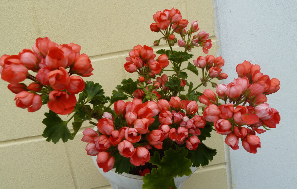 Розовые комнатные цветы герань в горшке