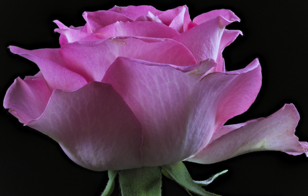 Розовая роза с нежными лепестками на черном фоне
