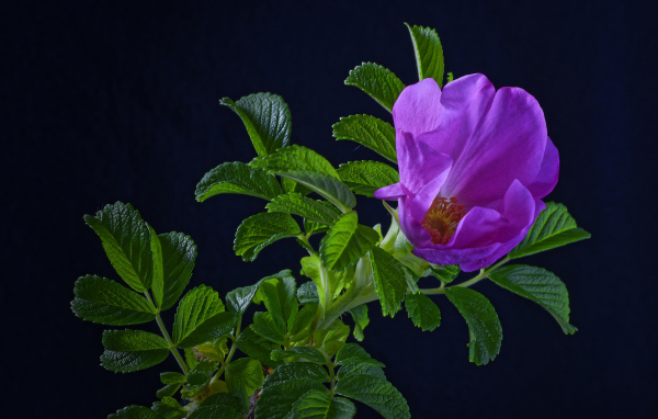 Розовая роза с зелеными листьями на синем фоне