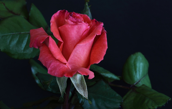 Розовая роза с крупными зелеными листьями на сером фоне