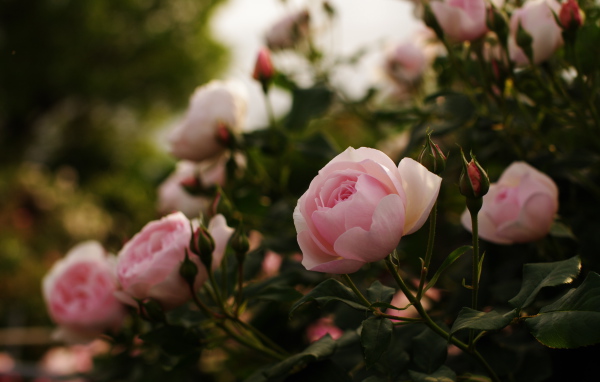 Розовые розы с бутонами на клумбе 