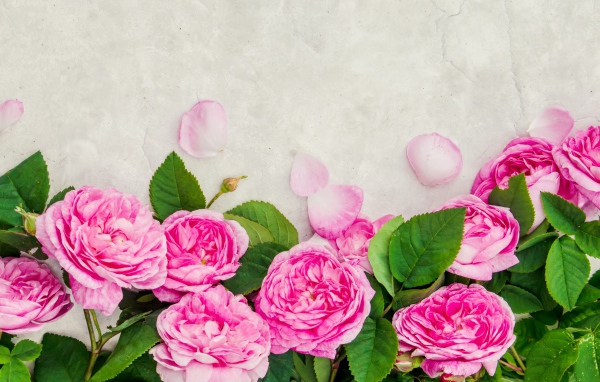 Розовые розы с лепестками на сером фоне