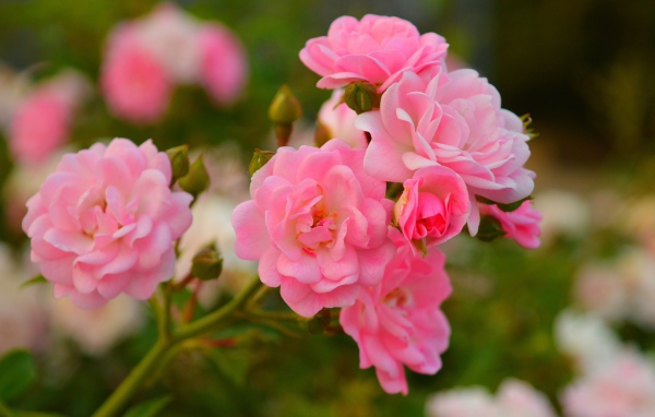 Розовые мелкие розы с бутонами на клумбе