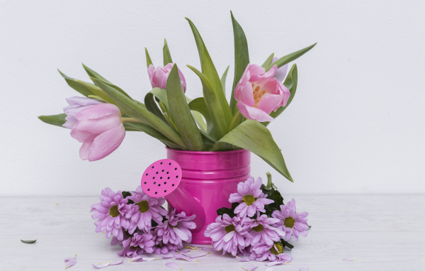 Розовые тюльпаны с цветами хризантемы на сером фоне