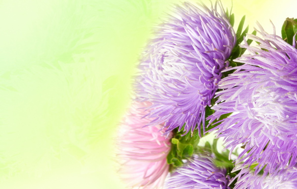 Фиолетовые астры на зеленом фоне