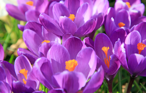 Фиолетовые крокусы в лучах солнца крупным планом