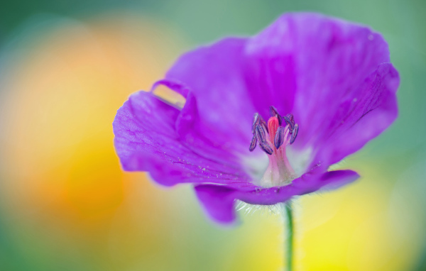 Фиолетовый цветок герани крупным планом