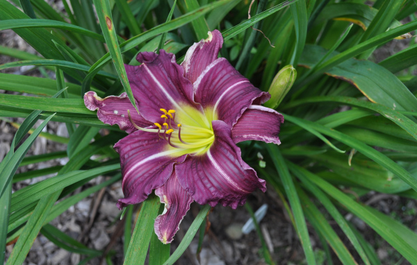 Фиолетовая лилия в зеленых листьях 