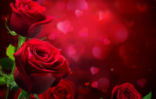 Красные английские розы на красном фоне