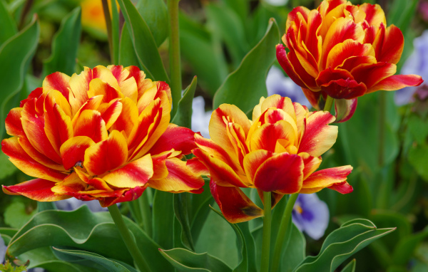 Красные с желтым цветы тюльпаны на клумбе