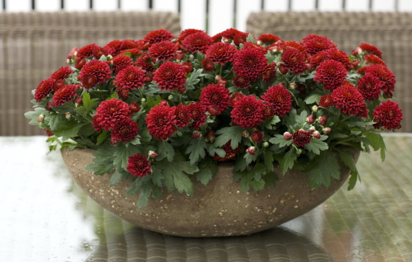 Красные красивые цветы хризантемы на клумбе