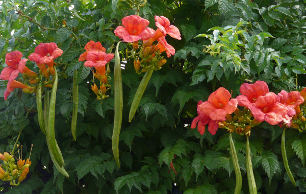 Красные цветы кампсис на кусте с зелеными листьями