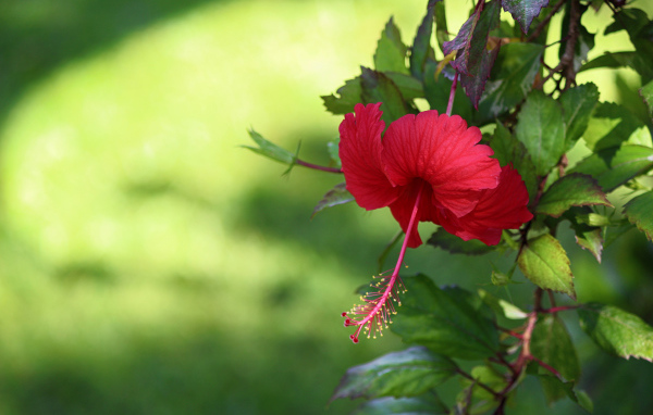 Красный цветок гибискуса с зелеными листьями