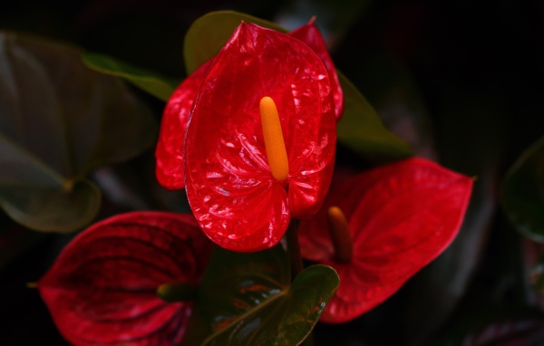 Красные комнатные цветы антуриум крупным планом