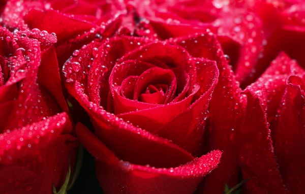Бутоны красной розы в каплях росы крупным планом