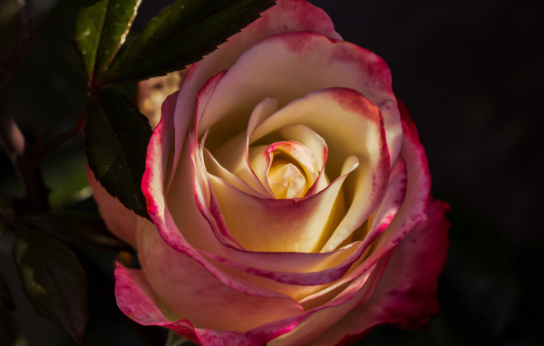 Роза с нежными бело-розовыми лепестками крупным планом